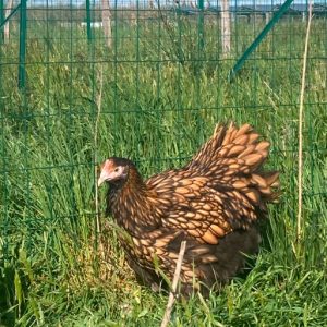 Poule orpington
