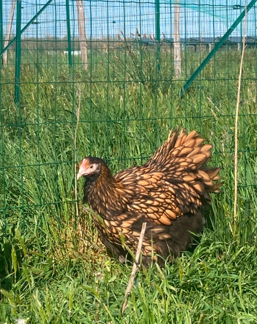 Poule orpington