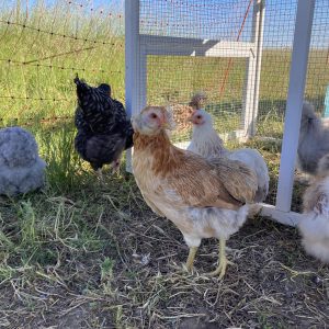 Poule Araucana