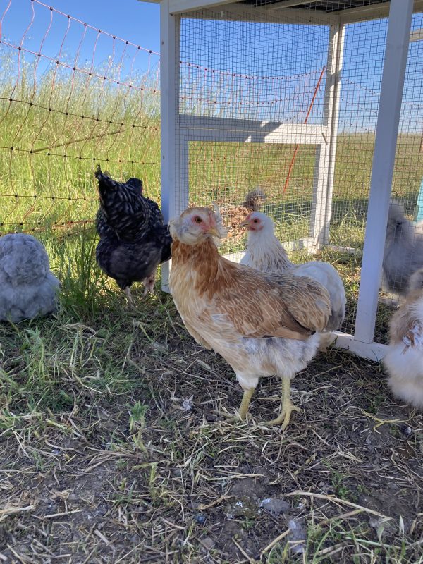 Poule Araucana