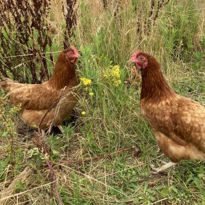 Poule rousse