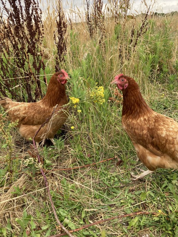 Poule rousse