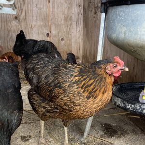 Poule harco