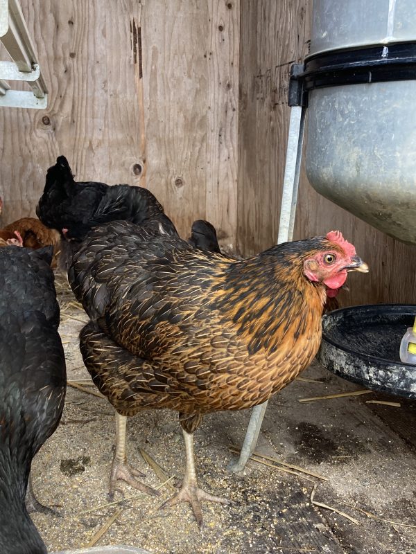Poule harco