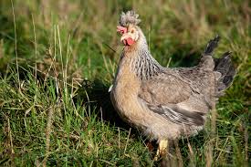 Poule Cream Legbar