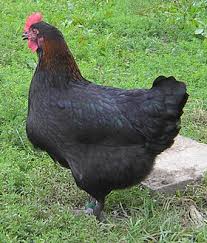 Poule Marans
