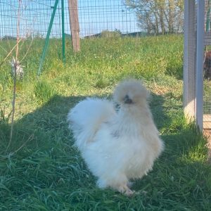 poule soie