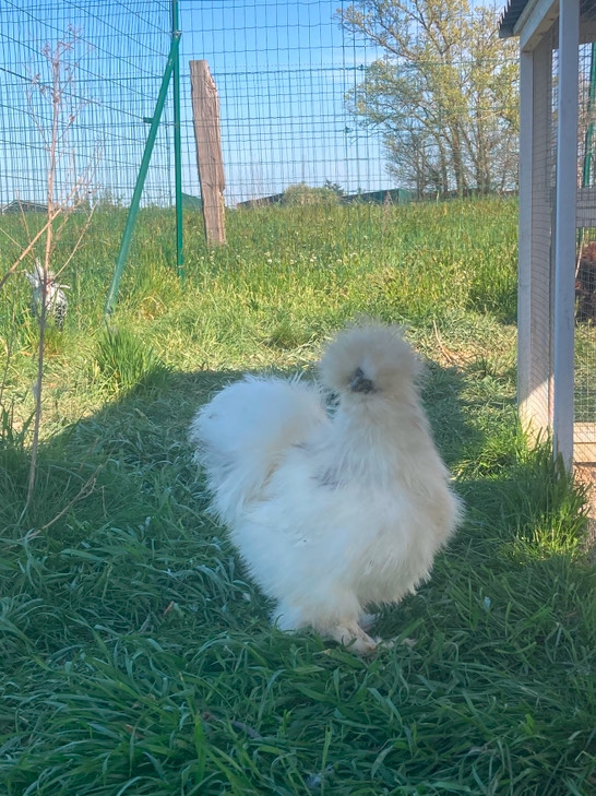 poule soie