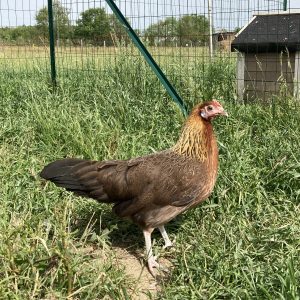 Poule Gauloise