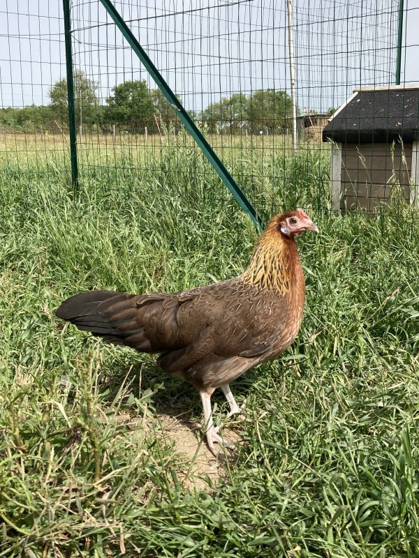 Poule Gauloise