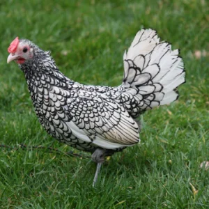 Poule sebright