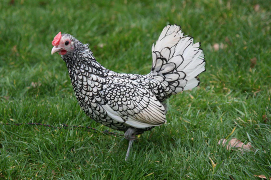 Poule sebright