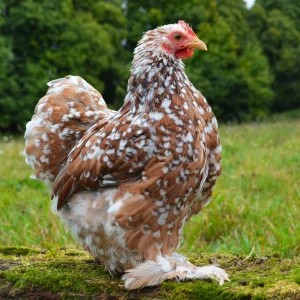 Poule naine Pekin