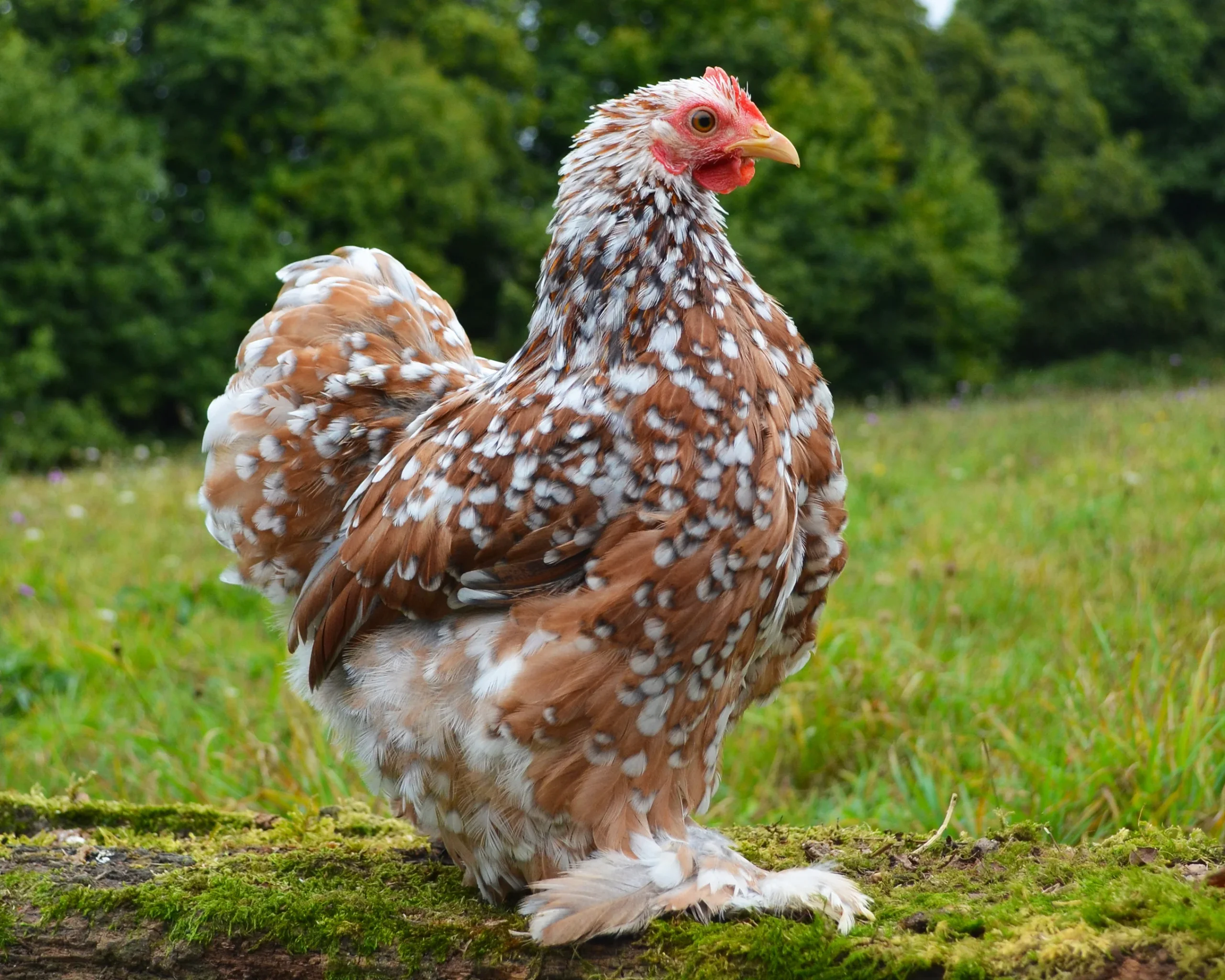 bantam-de-pekin-mille-fleurs-bleue-rouge-coq-poule-de-race-naine-elevage-vente