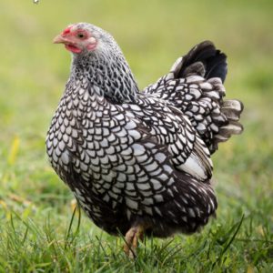 Poule Wyandotte naine