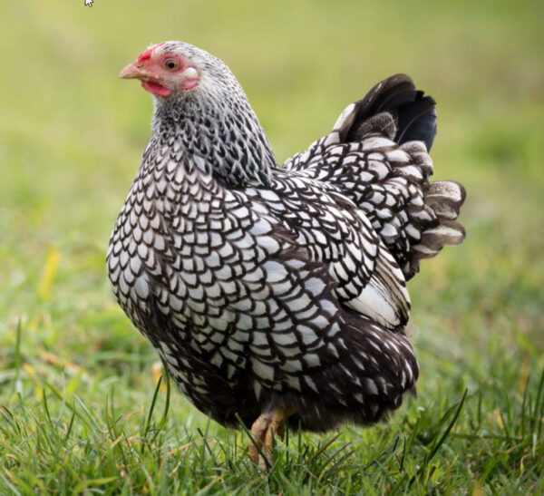 Poule Wyandotte naine