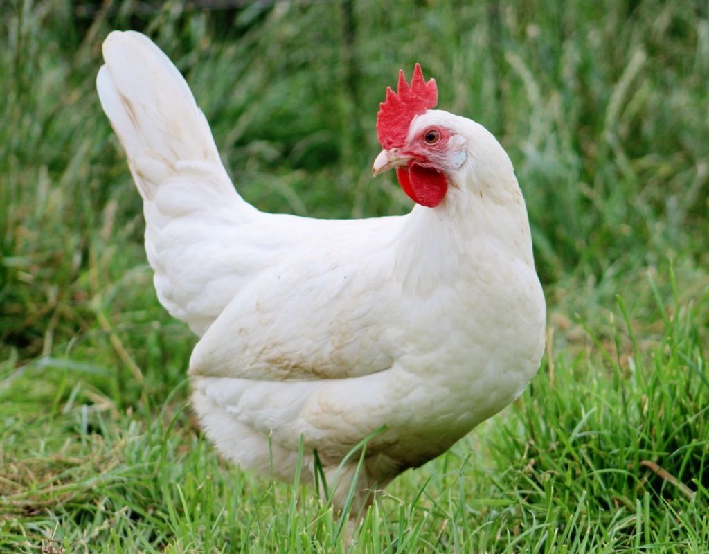 Poule leghorn