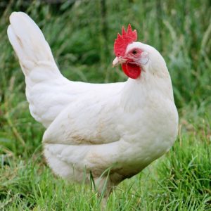 Poule leghorn